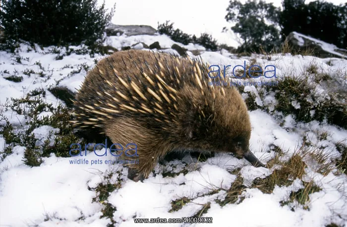 : Short-beaked Echidna : Short-beaked Echidna