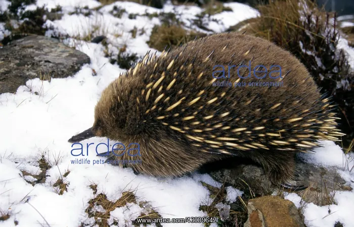: Short-beaked Echidna : Short-beaked Echidna