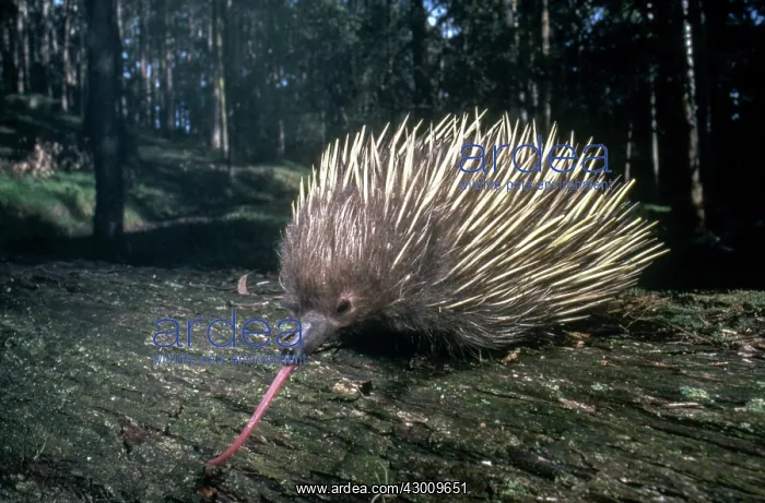 : Short-beaked Echidna : Short-beaked Echidna