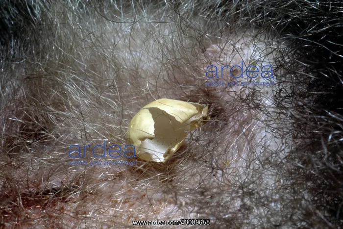  : Short-beaked Echidna
