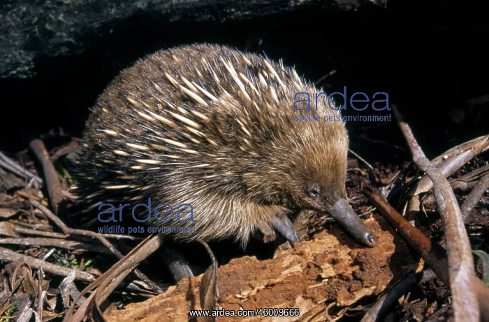 : Short-beaked Echidna : Short-beaked Echidna