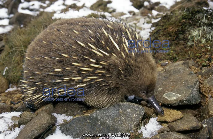 : Short-beaked Echidna : Short-beaked Echidna