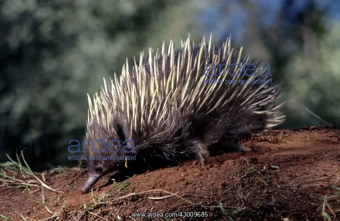 : Short-beaked Echidna : Short-beaked Echidna