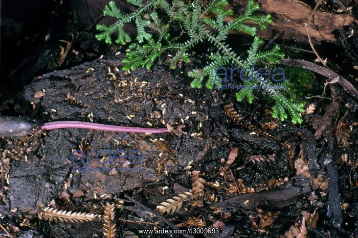 : Short-beaked Echidna : Short-beaked Echidna