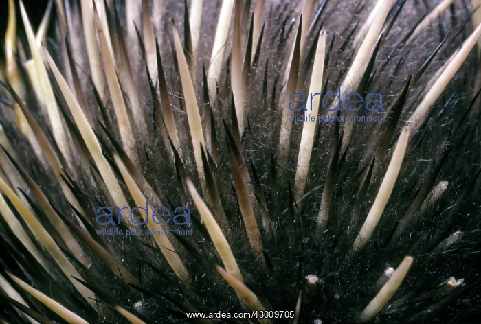 : Short-beaked Echidna : Short-beaked Echidna