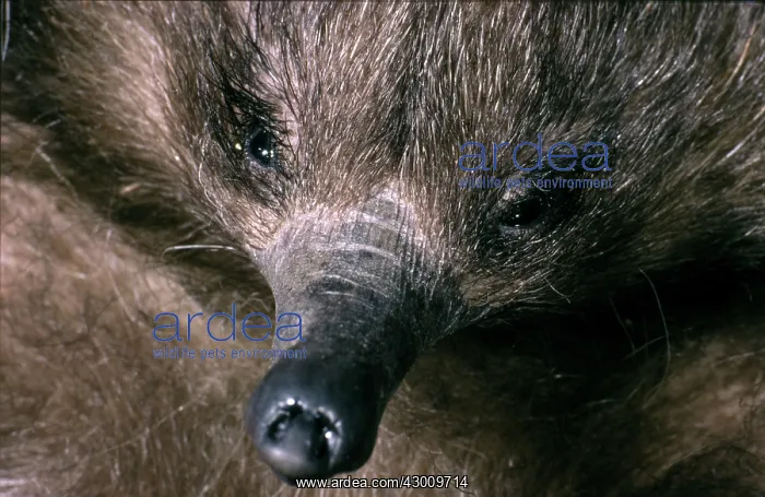 : Short-beaked Echidna : Short-beaked Echidna