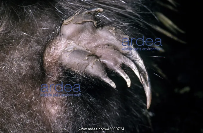 : Short-beaked Echidna : Short-beaked Echidna