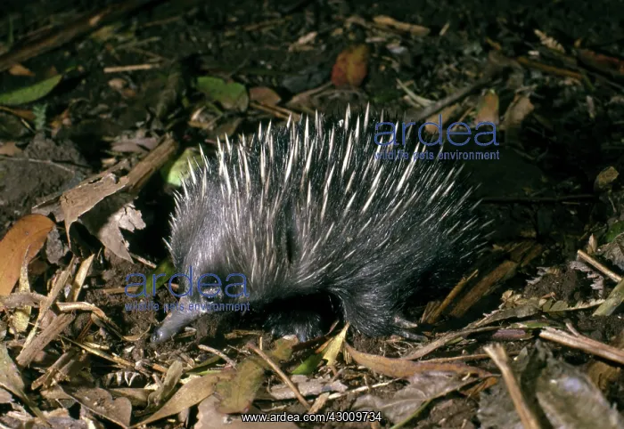: Short-beaked Echidna : Short-beaked Echidna