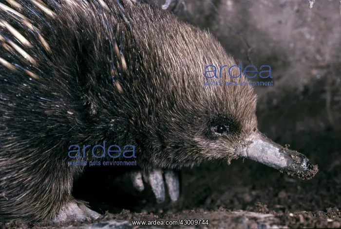 : Short-beaked Echidna : Short-beaked Echidna