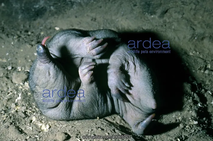 : Short-beaked Echidna : Short-beaked Echidna