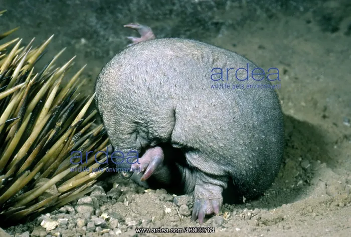 : Short-beaked Echidna : Short-beaked Echidna