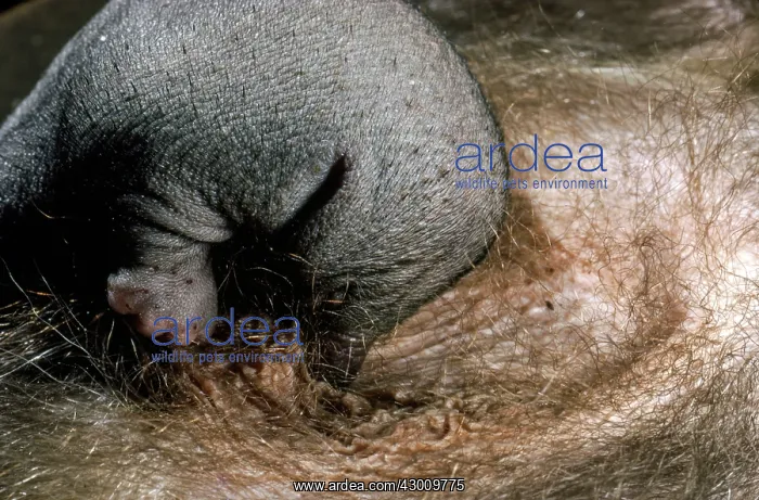 : Short-beaked Echidna : Short-beaked Echidna