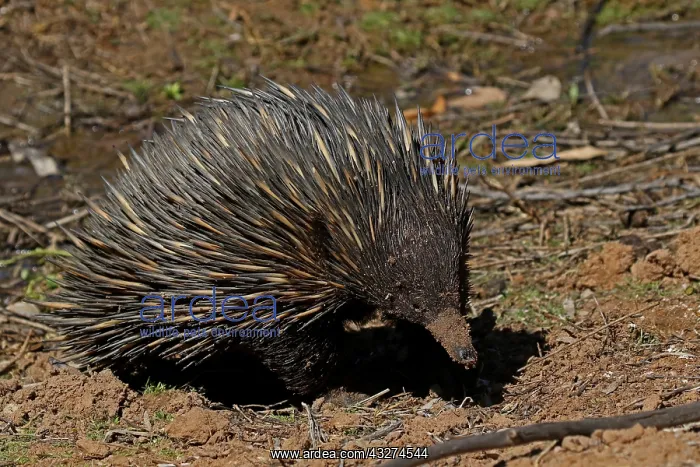  : Short-beaked Echidna
