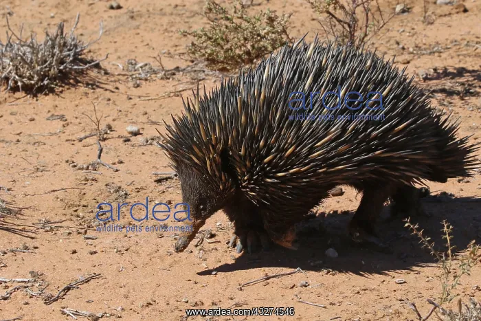  : Short-beaked Echidna