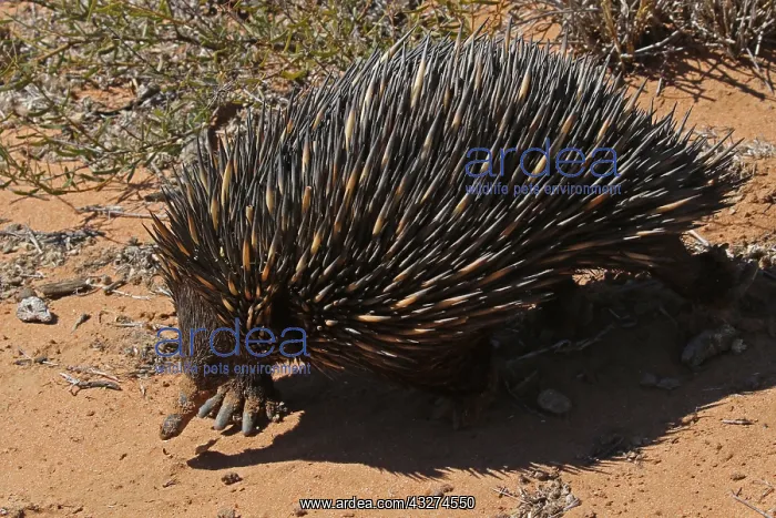  : Short-beaked Echidna