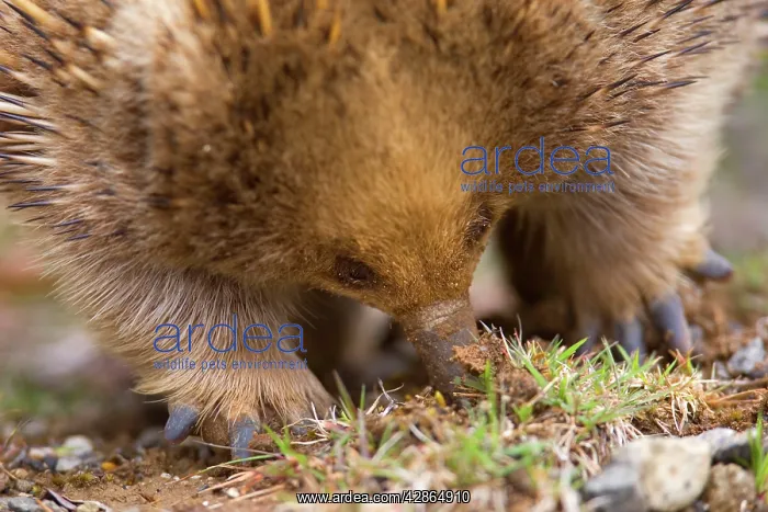  : Short-beaked Echidna - adult digging in the ground