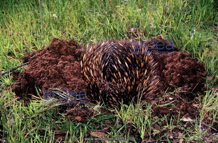  : Short-beaked Echidna - burrowing in defence