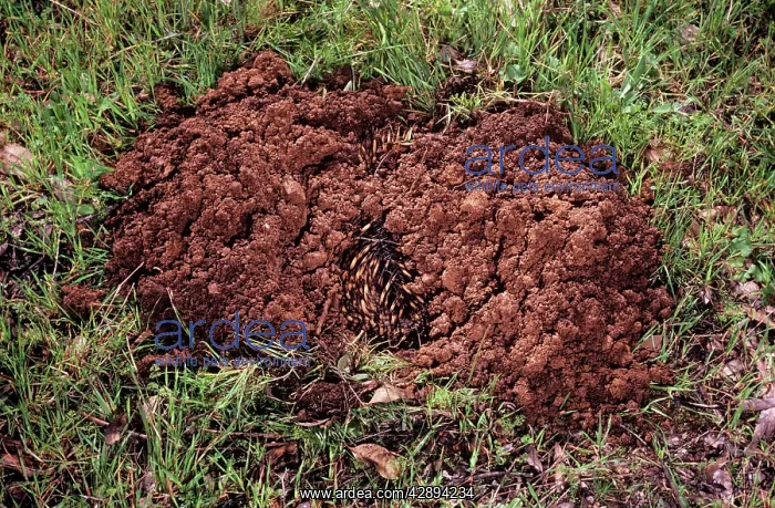 : Short-beaked Echidna - burrowing in defence : Short-beaked Echidna - burrowing in defence