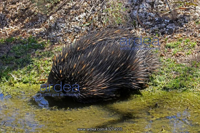 : Short-beaked Echidna about to cross small stream : Short-beaked Echidna about to cross small stream