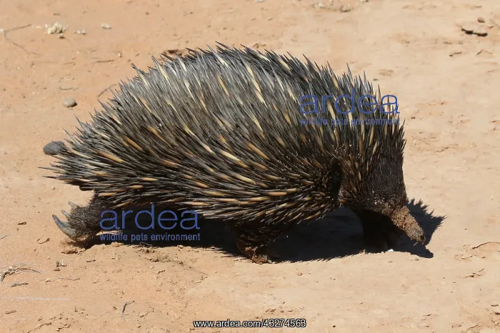 : Short-beaked Echidna in desert : Short-beaked Echidna in desert