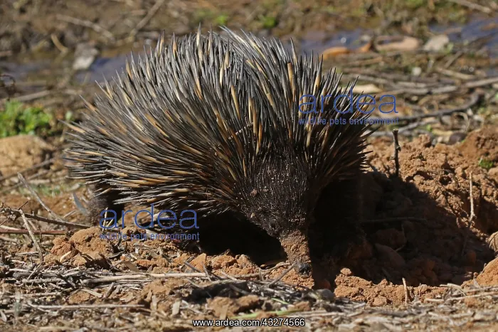  : Short-beaked Echidna while digging