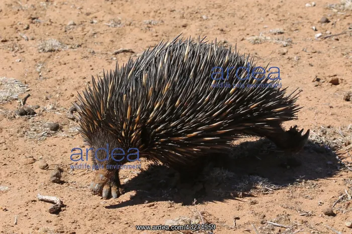 : Short-beaked Echidna after digging for food : Short-beaked Echidna after digging for food
