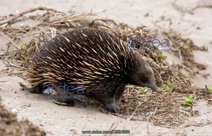 : Short-beaked Echidna - foraging for ants on sand dunes - a m : Short-beaked Echidna - foraging for ants on sand dunes - a m