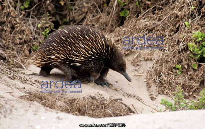 : Short-beaked Echidna - foraging for ants on sand dunes - a m : Short-beaked Echidna - foraging for ants on sand dunes - a m