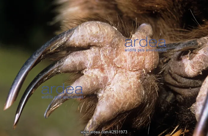 : Short-beaked Echidna - rear foot : Short-beaked Echidna - rear foot