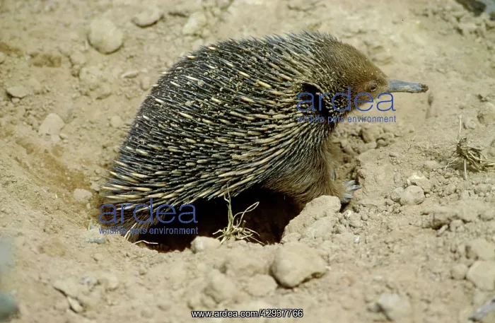 : Short-beaked echidna (Tachyglossus aculeatus ) : Short-beaked echidna (Tachyglossus aculeatus )
