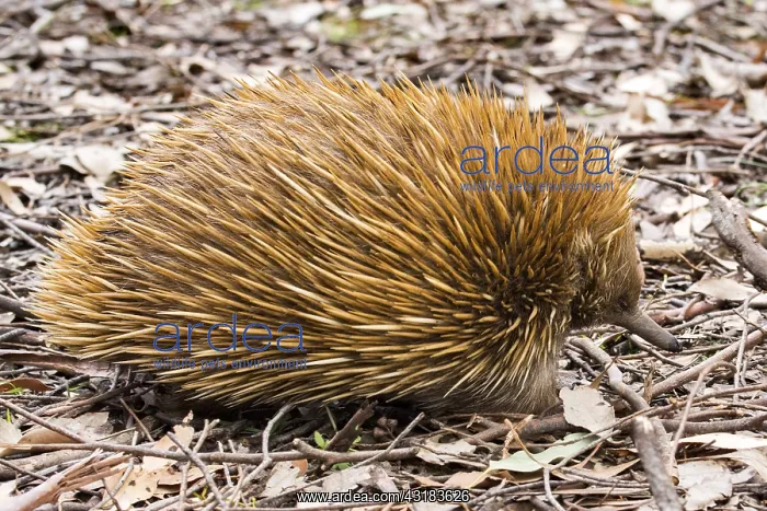 : Short-beaked echidna (Tachyglossus aculeatus), Kangaroo : Short-beaked echidna (Tachyglossus aculeatus), Kangaroo