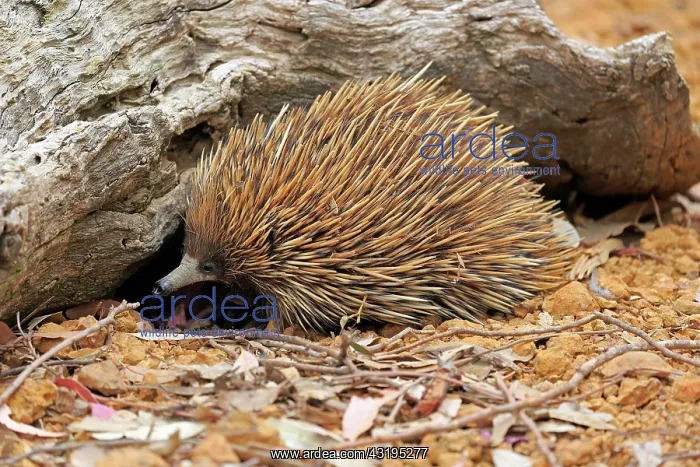 : Short-beaked echidna (Tachyglossus aculeatus), adult : Short-beaked echidna (Tachyglossus aculeatus), adult