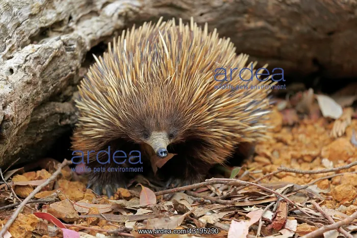 : Short-beaked echidna (Tachyglossus aculeatus), adult : Short-beaked echidna (Tachyglossus aculeatus), adult