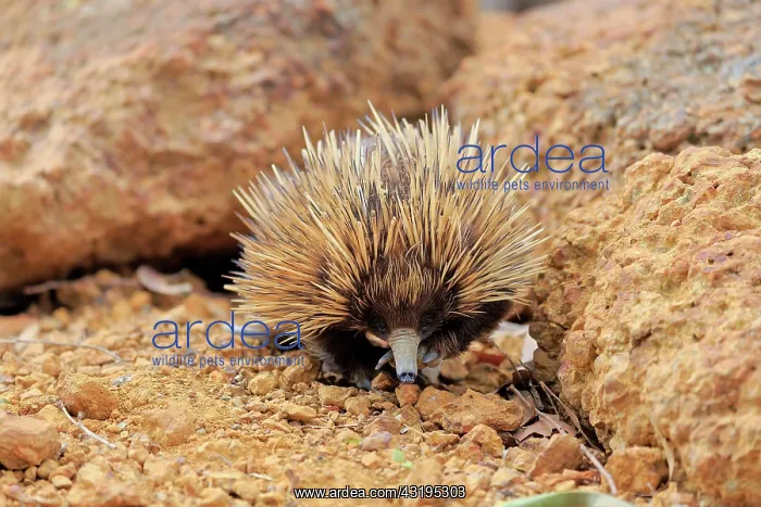 : Short-beaked echidna, Tachyglossus aculeatus), adult : Short-beaked echidna, Tachyglossus aculeatus), adult