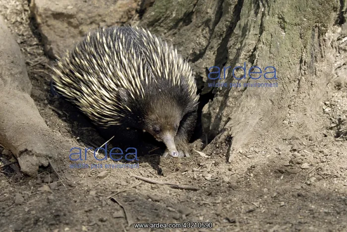 : Short-beaked Echidna (Tachyglossus aculeatus), adult : Short-beaked Echidna (Tachyglossus aculeatus), adult