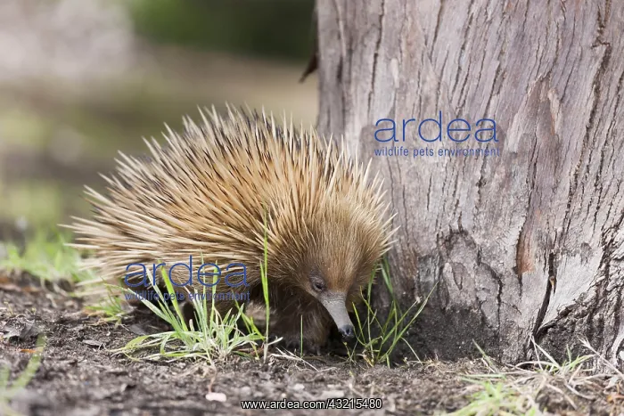 : Short-beaked Echidna (Tachyglossus aculeatus), Australia : Short-beaked Echidna (Tachyglossus aculeatus), Australia