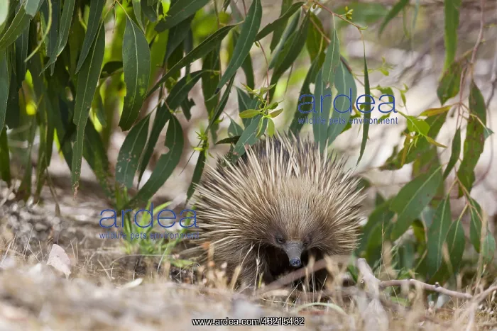: Short-beaked Echidna (Tachyglossus aculeatus), Australia : Short-beaked Echidna (Tachyglossus aculeatus), Australia