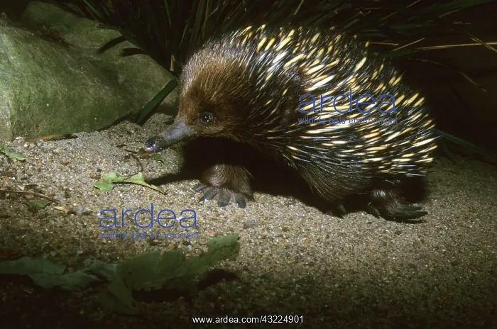 : Short Beaked Echidna, (Tachyglossus aculeatus) : Short Beaked Echidna, (Tachyglossus aculeatus)