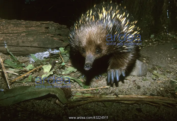 : Short Beaked Echidna, (Tachyglossus aculeatus) : Short Beaked Echidna, (Tachyglossus aculeatus)