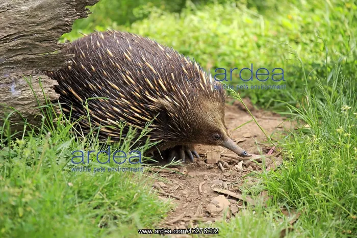 : Short-beaked echidna (Tachyglossus aculeatus), adult : Short-beaked echidna (Tachyglossus aculeatus), adult