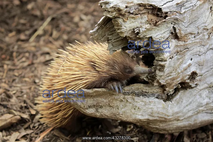 : Short-beaked echidna (Tachyglossus aculeatus), adult : Short-beaked echidna (Tachyglossus aculeatus), adult