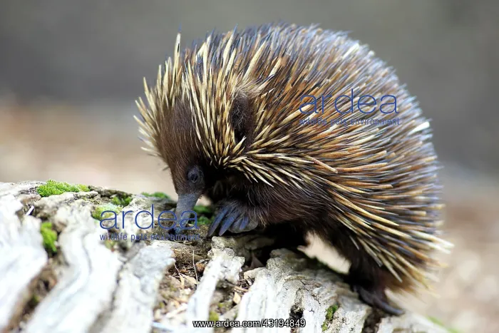 : Short-beaked Echidna (Tachyglossus aculeatus) adult : Short-beaked Echidna (Tachyglossus aculeatus) adult