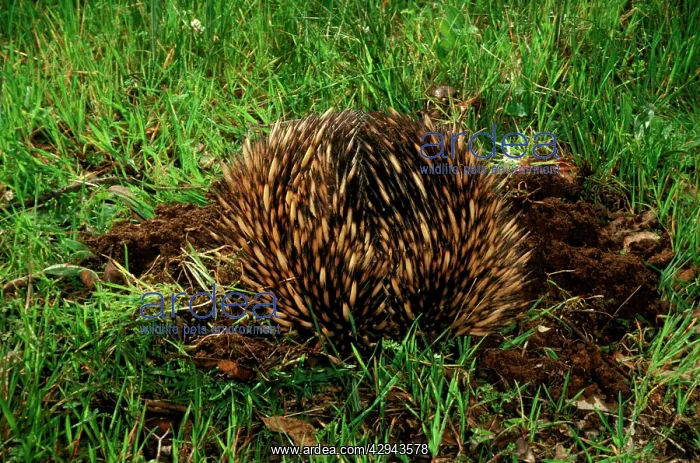 : Short-beaked echidna (Tachyglossus aculeatus) burrowing : Short-beaked echidna (Tachyglossus aculeatus) burrowing