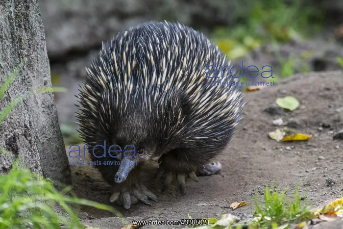 : Short-beaked echidna (Tachyglossus aculeatus) foraging f : Short-beaked echidna (Tachyglossus aculeatus) foraging f