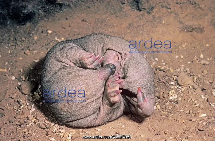 : Short-beaked Echidna - young in burrow : Short-beaked Echidna - young in burrow