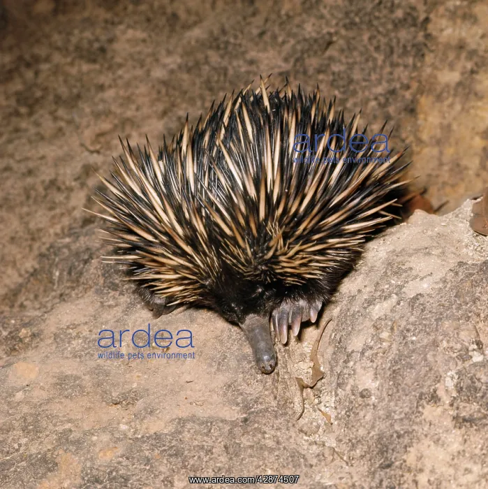: Short-beaked / short-nosed / Spiny ECHIDNA - Also : Short-beaked / short-nosed / Spiny ECHIDNA - Also