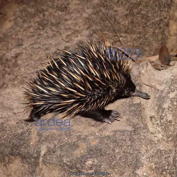 : Short-beaked / short-nosed / Spiny ECHIDNA - Also : Short-beaked / short-nosed / Spiny ECHIDNA - Also