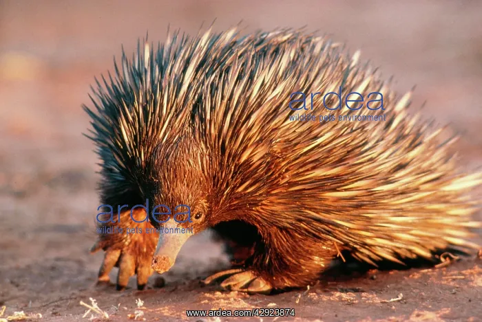 : Short-beaked / short-nosed / Spiny ECHIDNA - Also : Short-beaked / short-nosed / Spiny ECHIDNA - Also