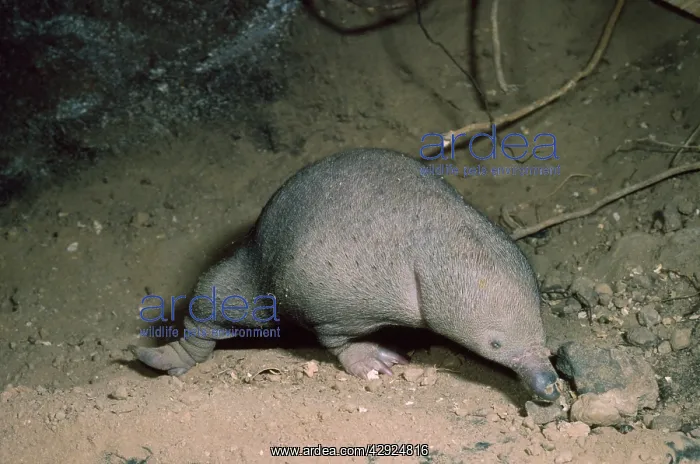  : Short-beaked  /  short-nosed  /  Spiny ECHIDNA - Also