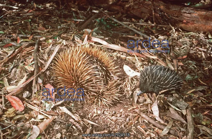 : Short-beaked / short-nosed / Spiny ECHIDNA - Also : Short-beaked / short-nosed / Spiny ECHIDNA - Also